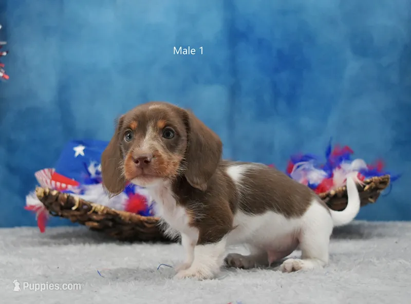 Mr. Moo – Miniature Dachshund puppy for sale in Murphysboro, IL