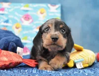 Wirehair Dapple , a male Miniature Dachshund for sale in Murphysboro, IL – 4 of 4