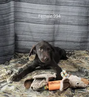 Cubby's Girl 994, a male Labrador Retriever for sale in Murphysboro, IL – 2 of 3