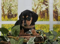 Smooth Girl, a female Miniature Dachshund for sale in Murphysboro, IL – Photo 2 of 4