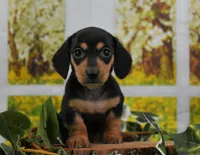 Smooth Girl, a female Miniature Dachshund for sale in Murphysboro, IL – Photo 4 of 4
