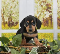 Smooth Girl, a female Miniature Dachshund for sale in Murphysboro, IL – Photo 3 of 4