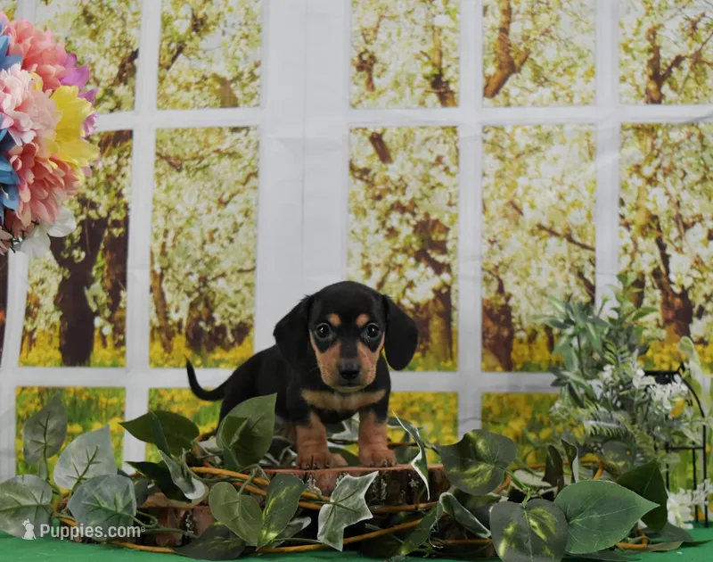 Smooth Girl – Miniature Dachshund puppy for sale in Murphysboro, IL