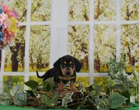 Smooth Girl, a female Miniature Dachshund for sale in Murphysboro, IL – Photo 1 of 4