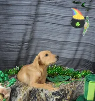 Fox Red 816, a male Labrador Retriever for sale in Murphysboro, IL – Photo 2 of 7