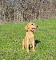Fox Red 816, a male Labrador Retriever for sale in Murphysboro, IL – Photo 6 of 7
