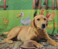 Fox Red 816, a male Labrador Retriever for sale in Murphysboro, IL – 7 of 8
