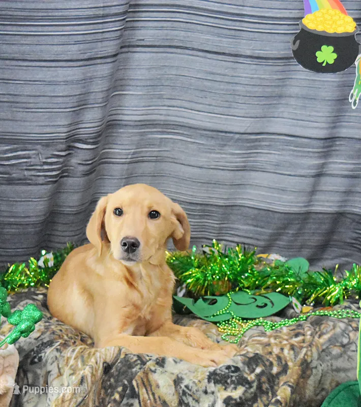 Fox Red 816 – Labrador Retriever puppy for sale in Murphysboro, IL