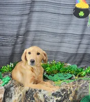 Fox Red 816, a male Labrador Retriever for sale in Murphysboro, IL – Photo 1 of 7