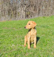 Fox Red 816, a male Labrador Retriever for sale in Murphysboro, IL – Photo 5 of 7