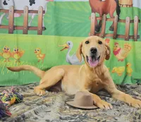 Fox Red 816, a male Labrador Retriever for sale in Murphysboro, IL – 8 of 8