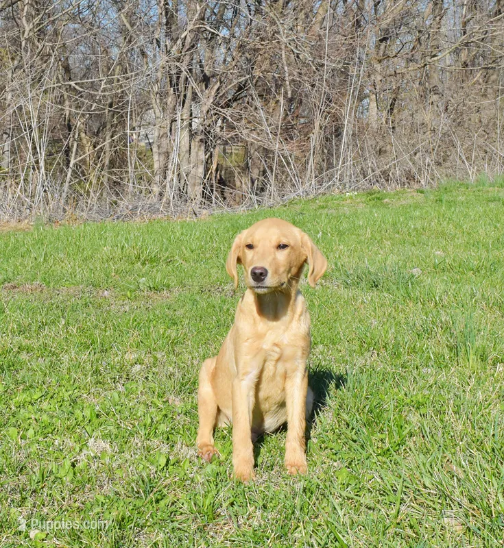 Fox Red 816 – Labrador Retriever puppy for sale in Murphysboro, IL