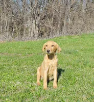 Fox Red 816, a male Labrador Retriever for sale in Murphysboro, IL – Photo 4 of 7