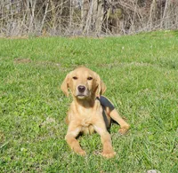 Fox Red 816, a male Labrador Retriever for sale in Murphysboro, IL – Photo 7 of 7