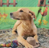 Fox Red 816, a male Labrador Retriever for sale in Murphysboro, IL – 6 of 8