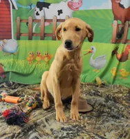 Fox Red 816, a male Labrador Retriever for sale in Murphysboro, IL – 5 of 8