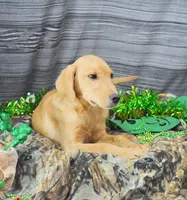 Fox Red 816, a male Labrador Retriever for sale in Murphysboro, IL – Photo 3 of 7