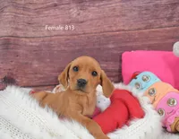 Spice's girl 813, a female Labrador Retriever for sale in Murphysboro, IL – Photo 3 of 3