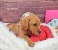 Spice's girl 813, a female Labrador Retriever for sale in Murphysboro, IL – Photo 2 of 3