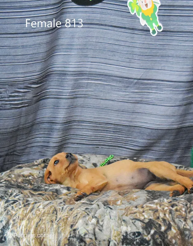 Spice's girl 813 – Labrador Retriever puppy for sale in Murphysboro, IL