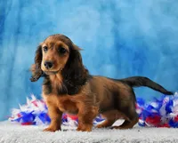 Red Russian, a female Miniature Dachshund for sale in Murphysboro, IL – 3 of 5