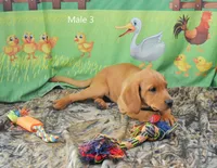 Copper, a male Labrador Retriever for sale in Murphysboro, IL – 2 of 3