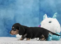 BC Wirehair, a male Miniature Dachshund for sale in Murphysboro, IL – 4 of 5