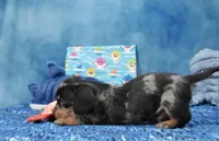 Wirehair Dapple , a male Miniature Dachshund for sale in Murphysboro, IL – 2 of 4