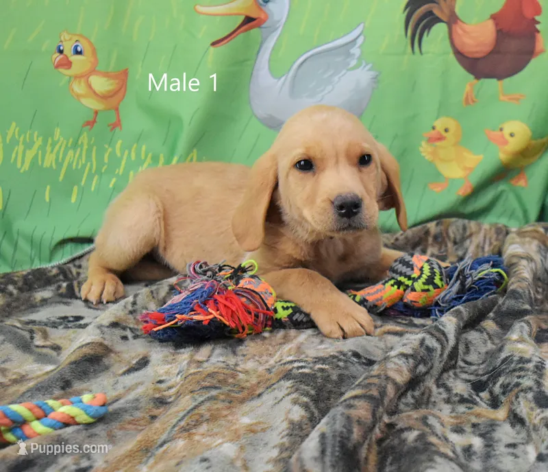 Suede, a male Labrador Retriever for sale in Murphysboro, IL – 1 of 2