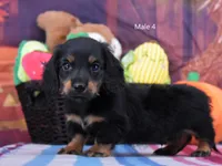BT Longhair, a male Miniature Dachshund for sale in Murphysboro, IL – 3 of 4