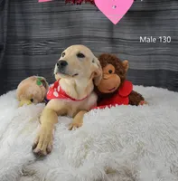 Cubby's boy 130, a male Labrador Retriever for sale in Murphysboro, IL – Photo 4 of 4