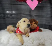 Cubby's boy 130, a male Labrador Retriever for sale in Murphysboro, IL – Photo 2 of 4