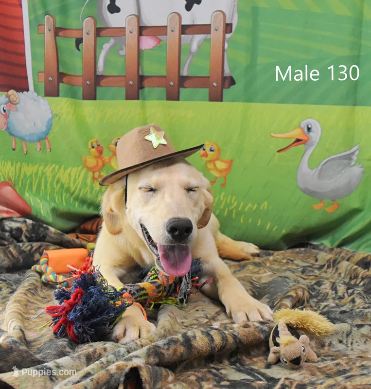 Cubby's boy 130 – Labrador Retriever puppy for sale in Murphysboro, IL