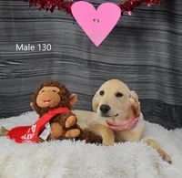 Cubby's boy 130, a male Labrador Retriever for sale in Murphysboro, IL – Photo 3 of 4