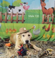 Cubby's boy 130, a male Labrador Retriever for sale in Murphysboro, IL – 4 of 4