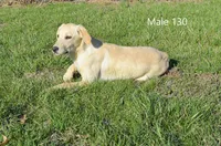 Cubby's boy 130, a male Labrador Retriever for sale in Murphysboro, IL – Photo 3 of 6