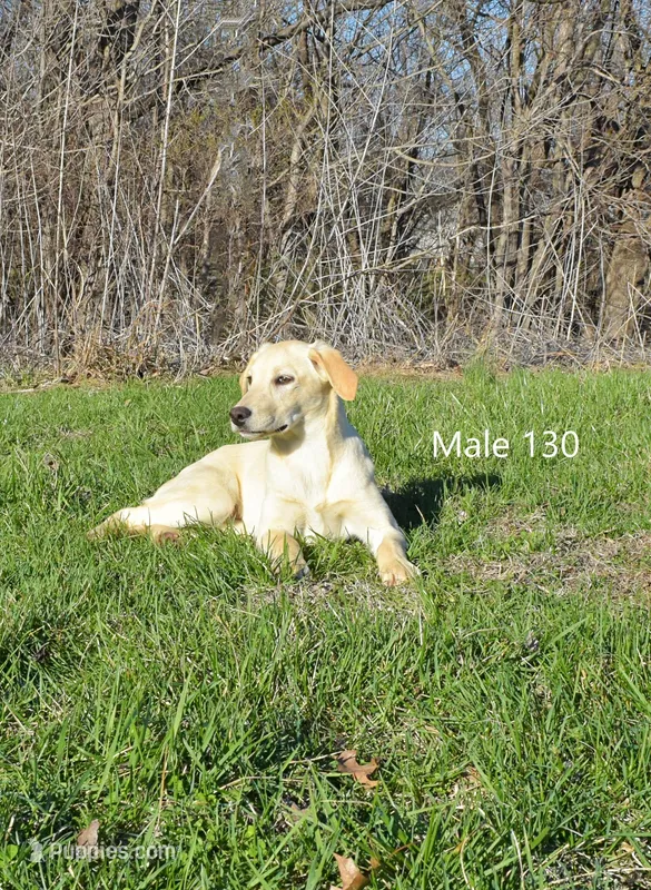 Cubby's boy 130 – Labrador Retriever puppy for sale in Murphysboro, IL