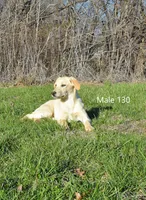 Cubby's boy 130, a male Labrador Retriever for sale in Murphysboro, IL – Photo 1 of 6