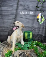 Cubby's boy 130, a male Labrador Retriever for sale in Murphysboro, IL – Photo 4 of 6