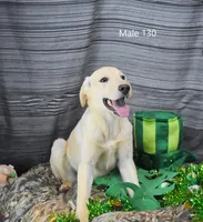 Cubby's boy 130, a male Labrador Retriever for sale in Murphysboro, IL – Photo 5 of 6