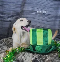 Cubby's boy 130, a male Labrador Retriever for sale in Murphysboro, IL – Photo 6 of 6