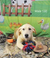 Cubby's boy 130, a male Labrador Retriever for sale in Murphysboro, IL – 2 of 4