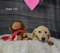 Cubby's boy 130, a male Labrador Retriever for sale in Murphysboro, IL – Photo 1 of 4