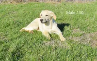 Cubby's boy 130, a male Labrador Retriever for sale in Murphysboro, IL – Photo 2 of 6