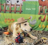 Cubby's boy 130, a male Labrador Retriever for sale in Murphysboro, IL – 3 of 4