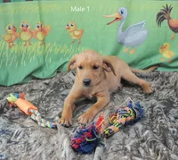Suede, a male Labrador Retriever for sale in Murphysboro, IL – 2 of 2