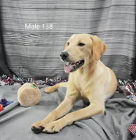 Ivory's boy 138, a male Labrador Retriever for sale in Murphysboro, IL – 4 of 4