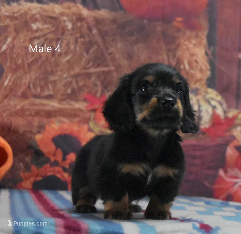 BT Longhair – Miniature Dachshund puppy for sale in Murphysboro, IL