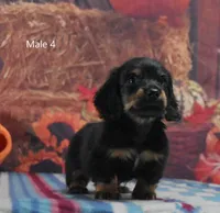 BT Longhair, a male Miniature Dachshund for sale in Murphysboro, IL – 1 of 4