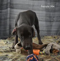 Cubby's Girl 994, a male Labrador Retriever for sale in Murphysboro, IL – 3 of 3